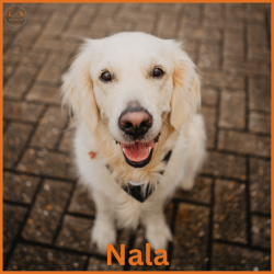 Nala-mit Namen